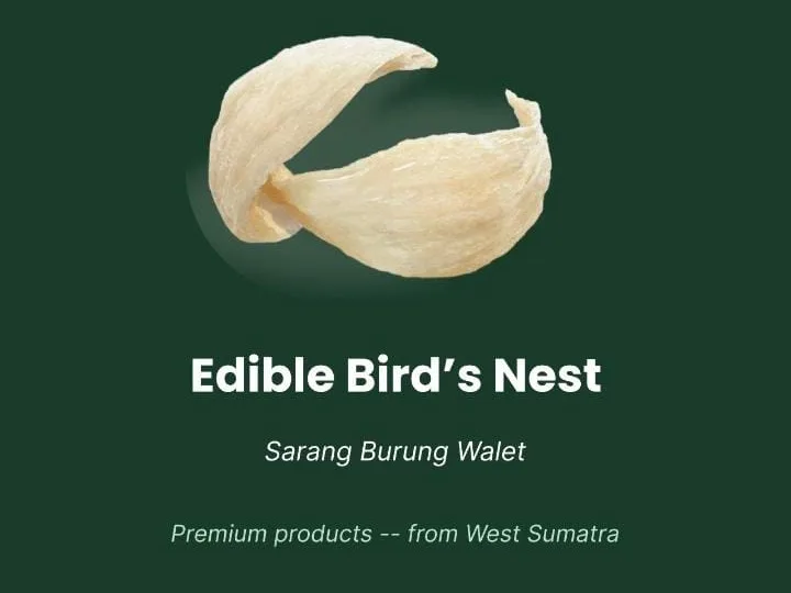 Sarang Burung Walet / Sarang Walet yang Bisa Dimakan